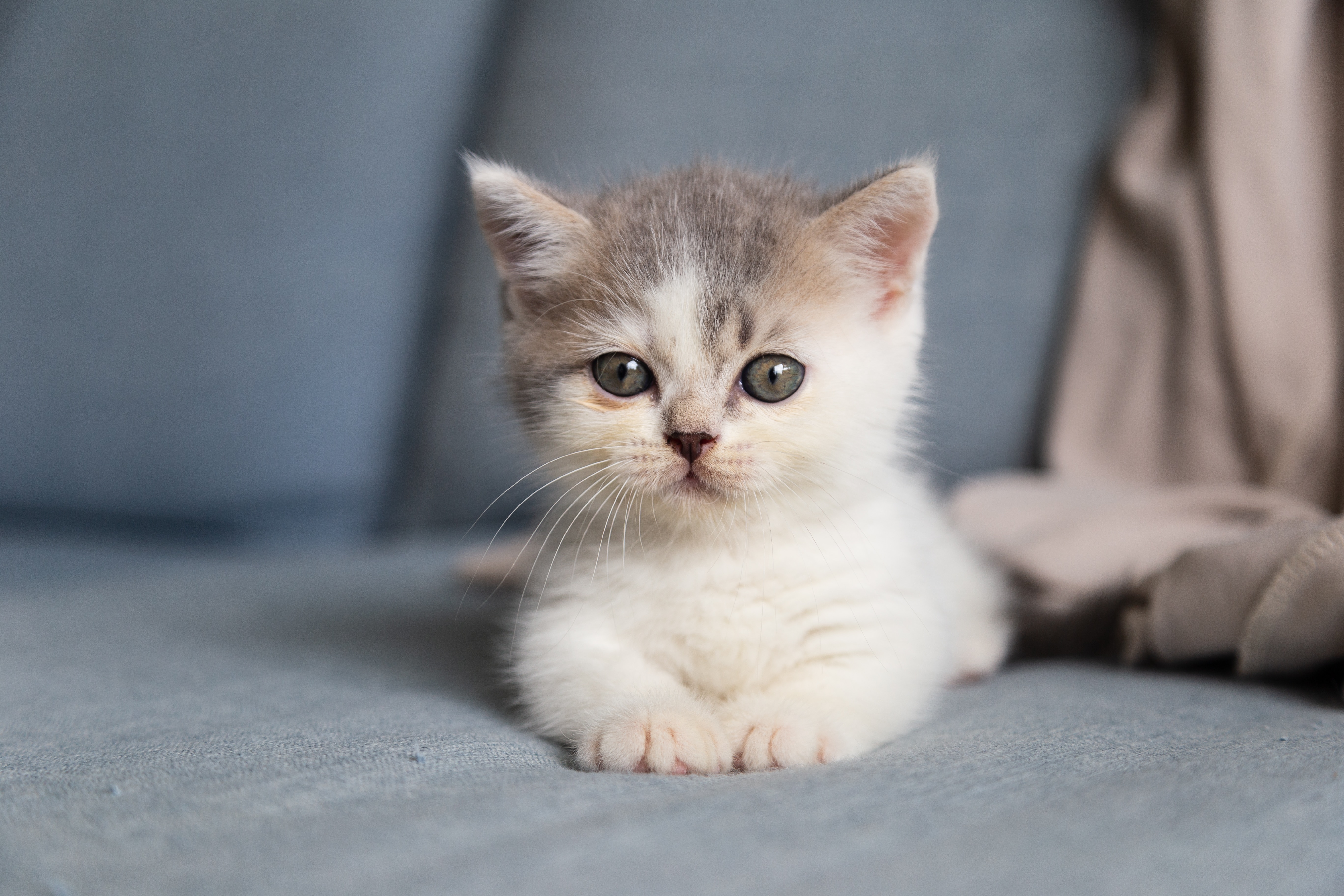 Kitten Image