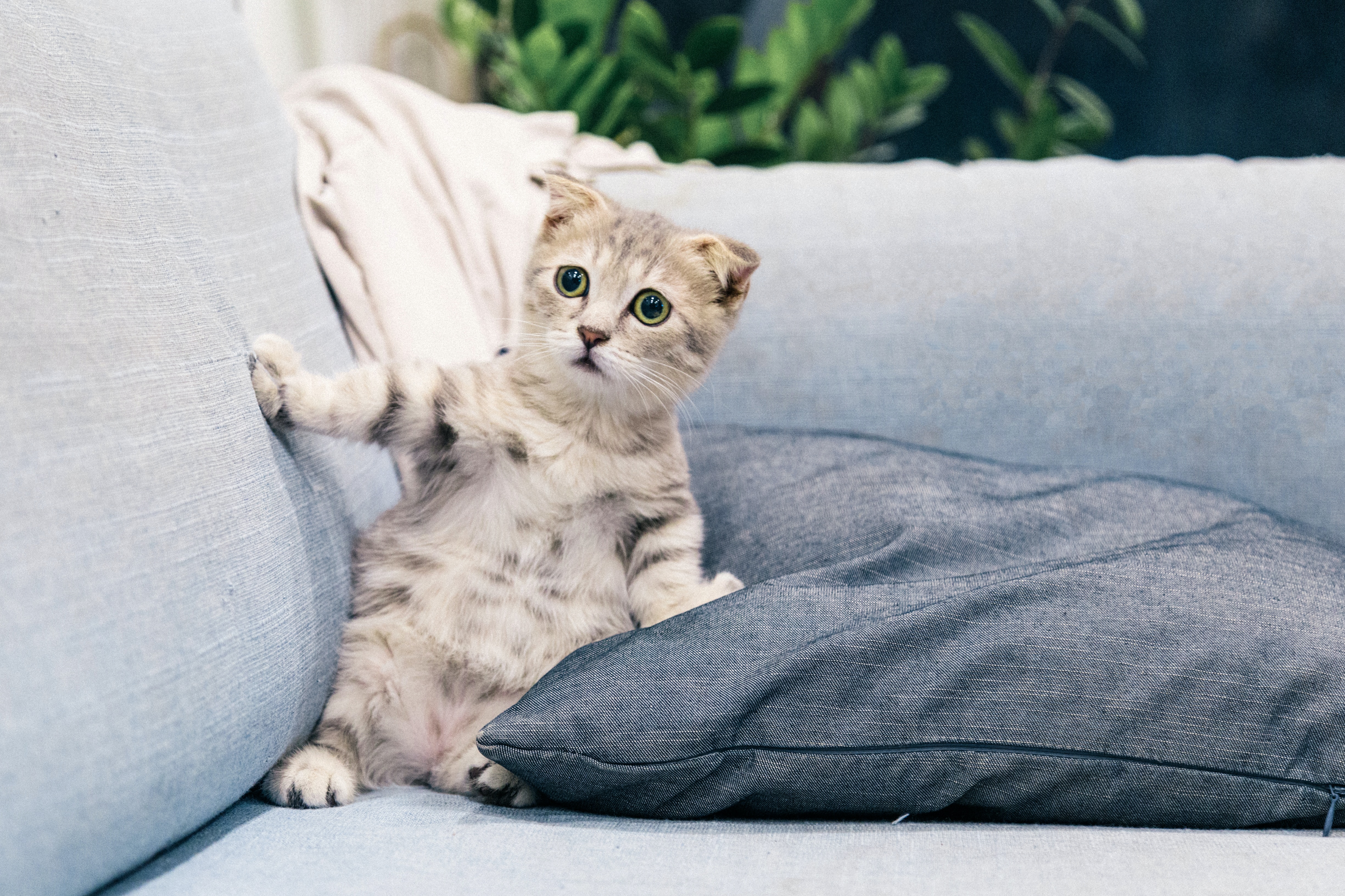 Kitten Image