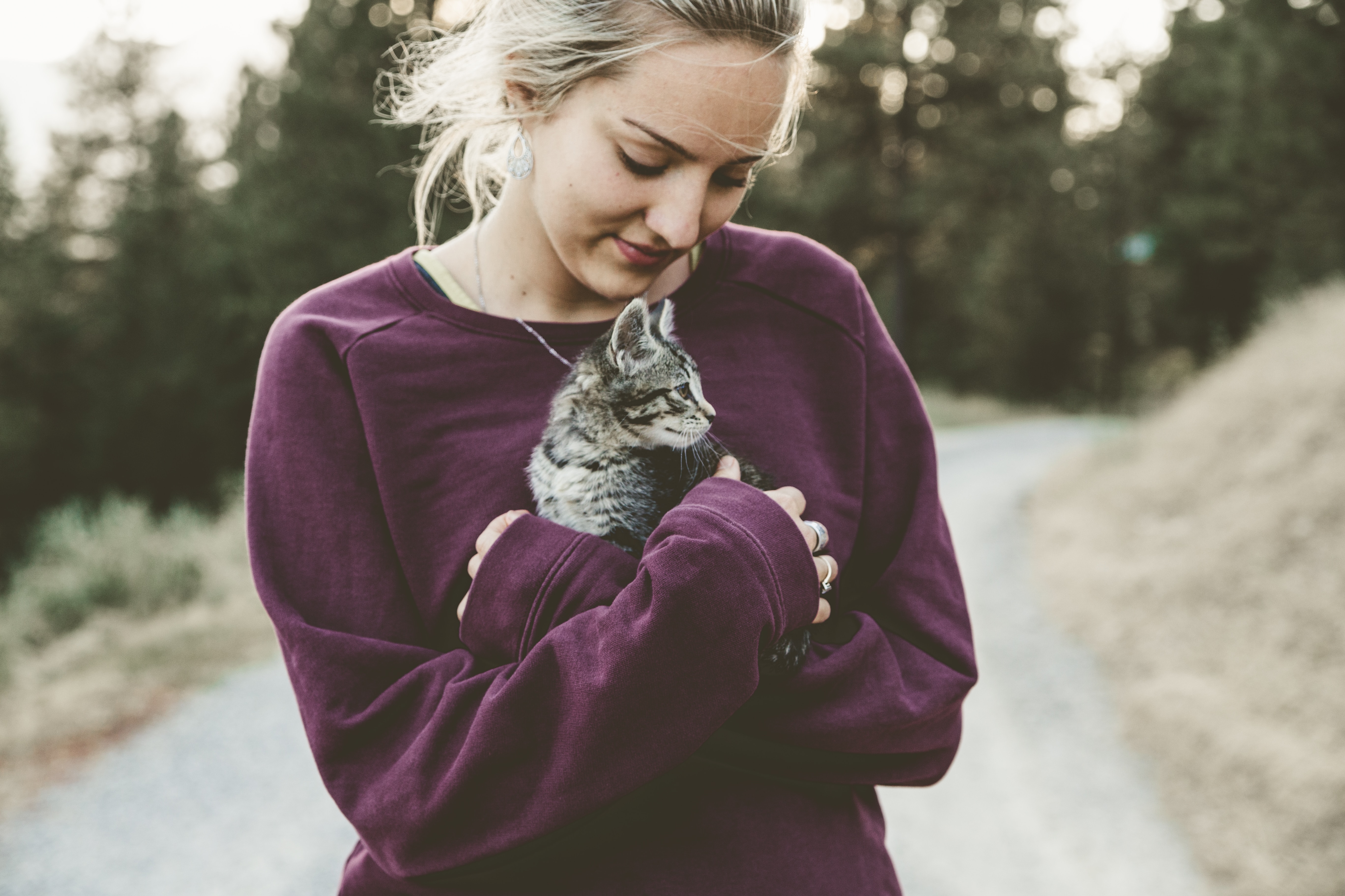 Kitten Image